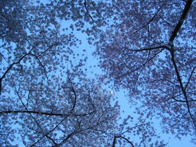 Moon & cherry blossoms