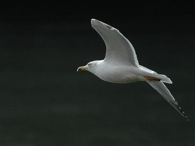 Gaviota I