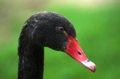 Cisne negro