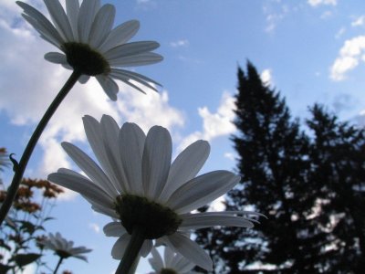 Marguerites