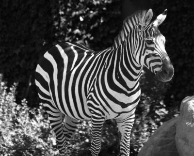 Zebre