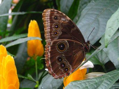 Morpho helenor