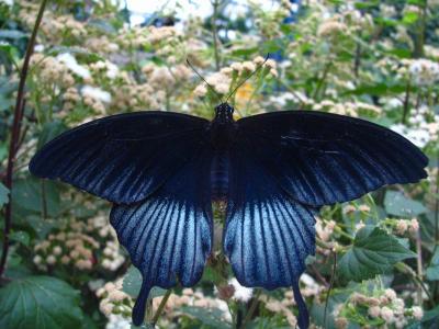 papilio memnon