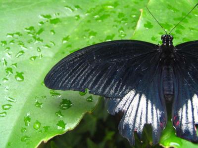 Papilio memnon