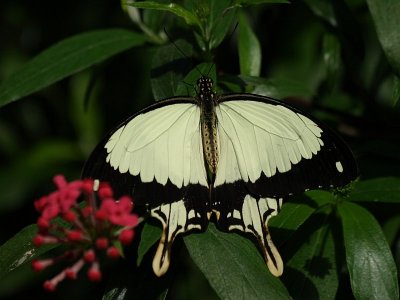 Papilio dardanus mâle
