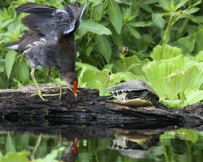 OMG! The idiot can't tell its his reflection in the water!