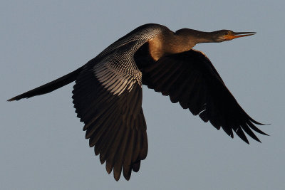 Flight of the Anhinga