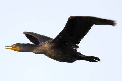 Flight of the Cormorant