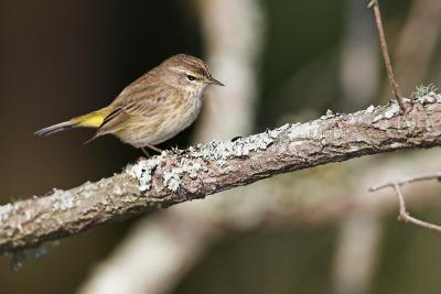 Just a teensy weensy bird