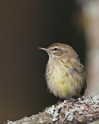 Another teensy weensy bird photo!