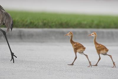 So why did the chicks cross the road?