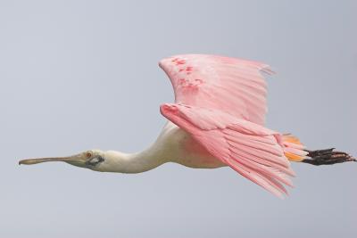 Pink  N flying