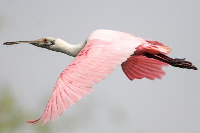 Pink N Flapping