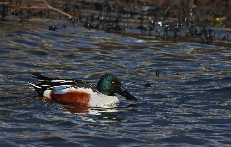 Northern Shoveler