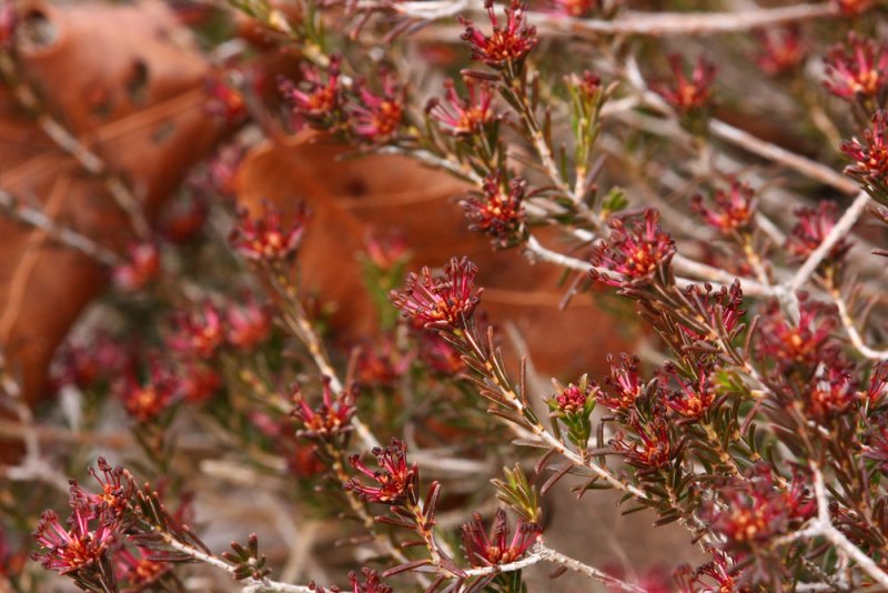 Broom Crowberry- Corema conradii