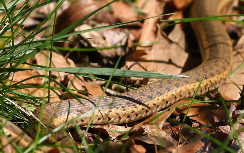 Eastern Garter Snake