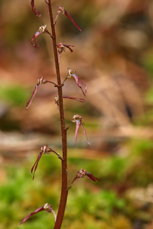 Southern Twayblade (Listera australis)