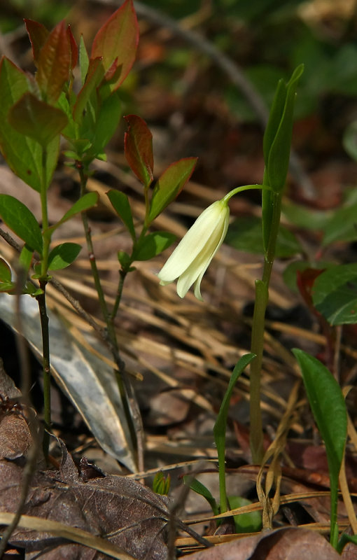 Pine Barrens Bellwort (Uvularia puberula var. nitida)