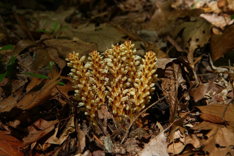 Squawroot (Conopholis americana)