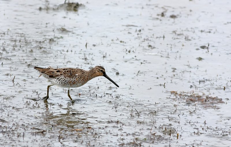 Short-billed Dowitcher