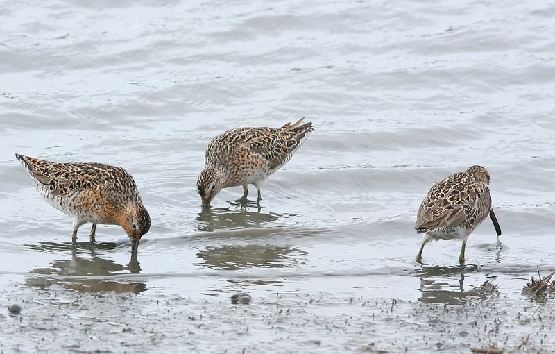 Short-billed Dowitchers