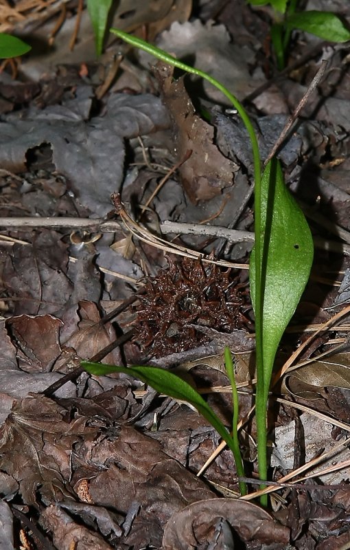 Ophioglossum vulgatum (Southern Adders Tongue Fern)
