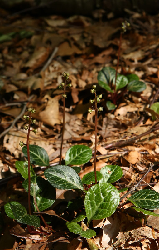 Round-leaved Pyrola (Pyrola rotundifolia)