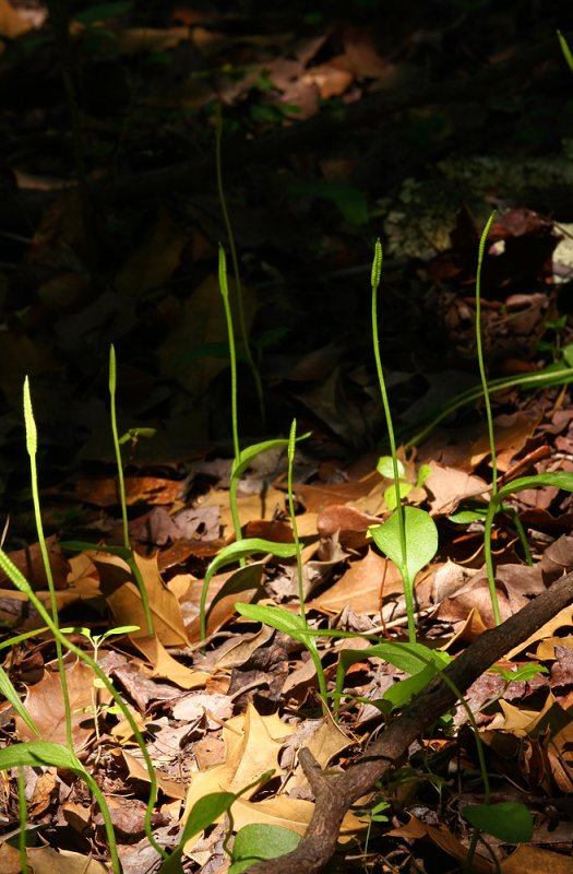 Ophioglossum vulgatum var. pycnostichum - (Southern Adders-tongue)