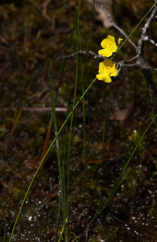 Fibrous Bladderwort (Utricularia striata)