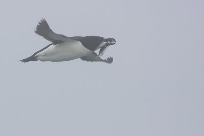 Razorbill