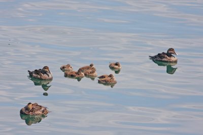 Common Eider