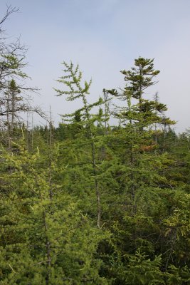 1.IMG_0145.JPG