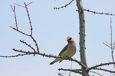 Cedar Waxwing