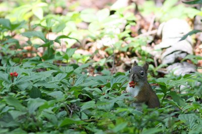 Red Squirrel