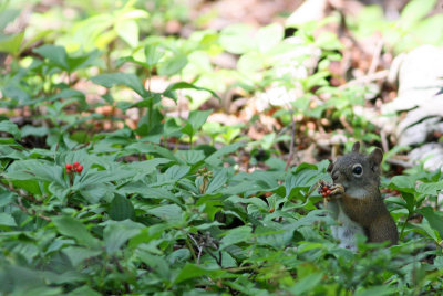 Red Squirrel
