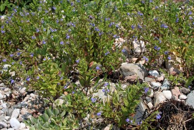 Common Skullcap(?)