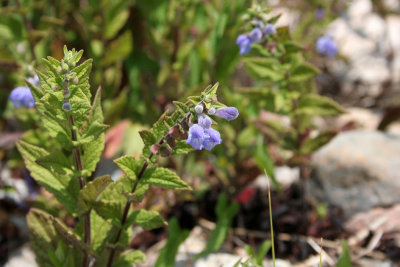 Common Skullcap(?)