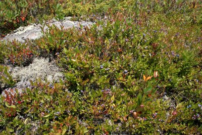 Lowbush Blueberry