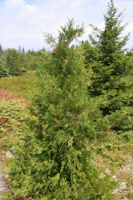Northern White Cedar