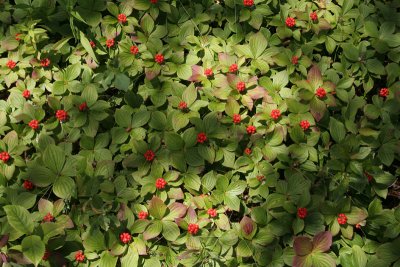 Bunchberry