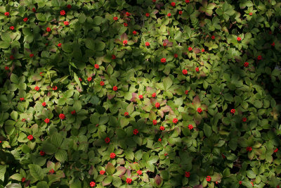 Bunchberry