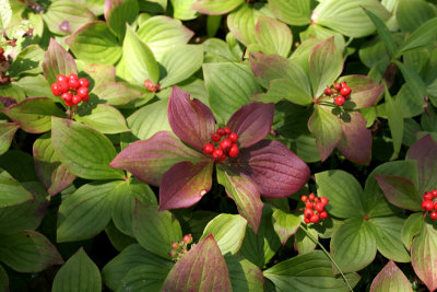 Bunchberry