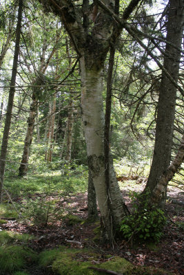 Gray Birch