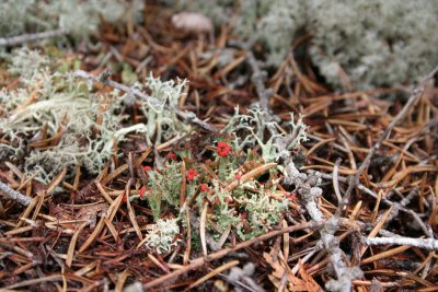 British Soldier Lichen