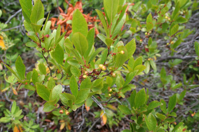 1.IMG_5626.JPG