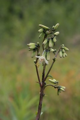 White Lettuce (Lion's Foot)