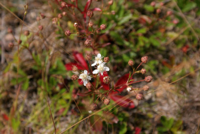 Three-toothed Cinquefoil
