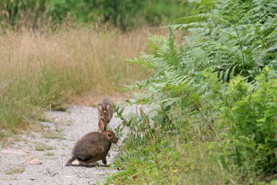 2 Snowshoe Hares!:)