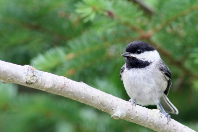 Black-capped Chickadee