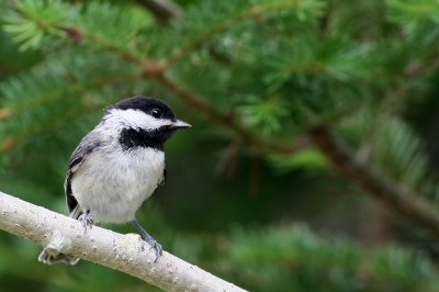 Black-capped Chickadee